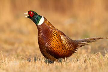 male Common pheasant Phasianus colchius Ring-necked pheasant in natural habitat, grassland in early winter	