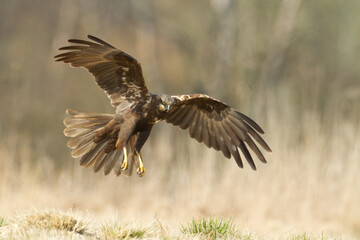 Birds of prey - Marsh Harrier male Circus aeruginosus hunting time