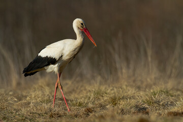Bird White Stork Ciconia ciconia hunting time early spring in Poland Europe