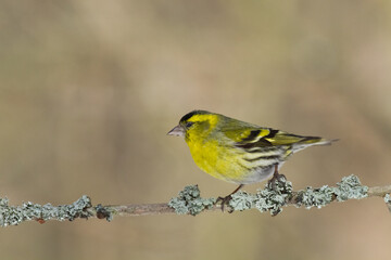 Bird Siskin Carduelis spinus male, small yellow bird, winter time in Poland Europe	