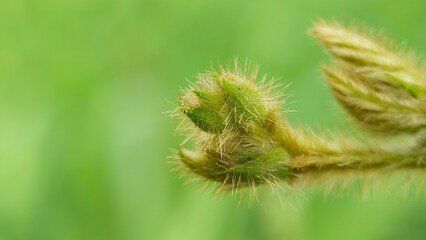 Wallpaper of green grass