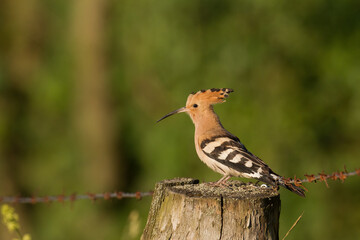 Bird Hoopoe Upupa epops, summer time in Poland Europe flying bird	