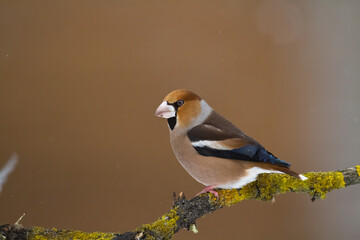 Hawfinch Coccothraustes coccothraustes amazing bird perched on tree orange background	
