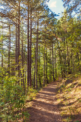 Green Trees Background. Autumn Forest Background