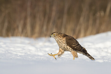 Birds of prey Goshawk Accipiter gentilis juvenile bird hunting time Poland Europe bird walking on the ground snowy winter time	