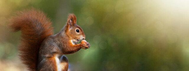 Animal wildlife background -  Sweet cute red squirrel ( sciurus vulgaris ) sitting in forest, with hazelnut in the natural environment on a sunny autumn morning