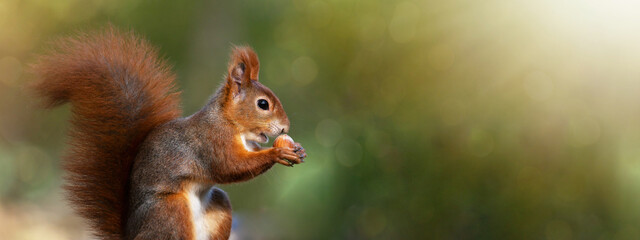 Animal wildlife background -  Sweet cute red squirrel ( sciurus vulgaris ) sitting in forest, with...