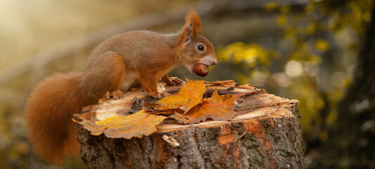 Animal wildlife background -  Sweet cute red squirrel ( sciurus vulgaris ) sitting on stump with colored fallen leaves in forest, eating hazelnut in the natural environment on a sunny autumn morning