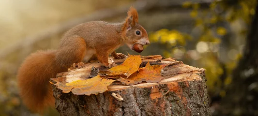 Poster Animal wildlife background -  Sweet cute red squirrel ( sciurus vulgaris ) sitting on stump with colored fallen leaves in forest, eating hazelnut in the natural environment on a sunny autumn morning © Corri Seizinger