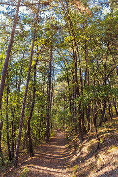 Green Trees Background. Autumn Forest Background © boryanam