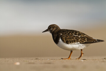 bird - Ruddy Turnstone migratory Arenaria interpres shorebird, migratory bird, Poland Europe Baltic Sea	