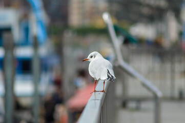 Seagull on a Wooden Railing in the Hamburg Harbor