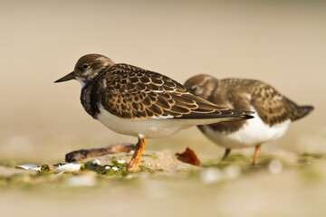 bird - Ruddy Turnstone migratory Arenaria interpres shorebird, migratory bird, Poland Europe Baltic Sea	