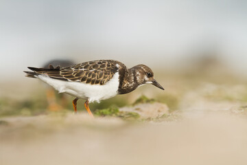 bird - Ruddy Turnstone migratory Arenaria interpres shorebird, migratory bird, Poland Europe Baltic Sea	