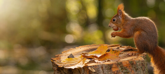 Animal wildlife background -  Sweet cute red squirrel ( sciurus vulgaris ) sitting on stump with colored fallen leaves in forest, eating hazelnut in the natural environment on a sunny autumn morning