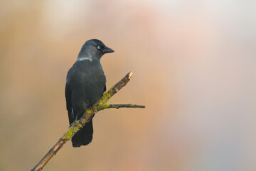 Bird - Jackdaw Corvus monedula, Poland Europe