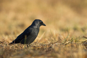 Bird - Jackdaw Corvus monedula, Poland Europe