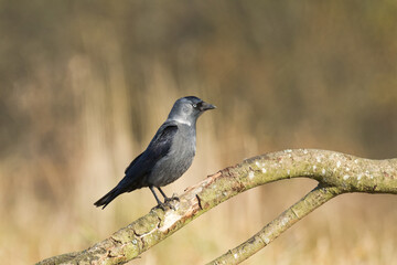 Bird - Jackdaw Corvus monedula, Poland Europe