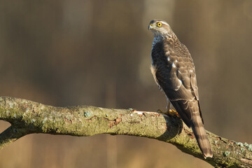 Birds of prey Sparrowhawk Accipiter nisus, hunting time bird sitting on the branch, Poland Europe