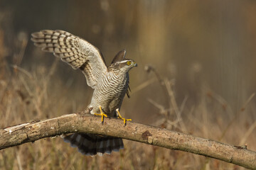 Birds of prey Sparrowhawk Accipiter nisus, hunting time bird sitting on the branch, Poland Europe