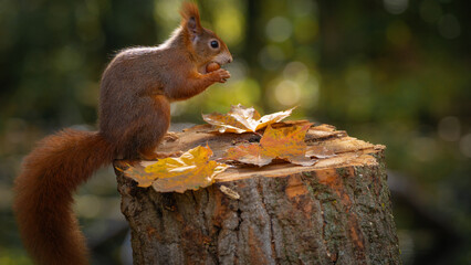 Animal wildlife background -  Sweet cute red squirrel ( sciurus vulgaris ) sitting on stump with colored fallen leaves in forest, eating hazelnut in the natural environment on a sunny autumn morning