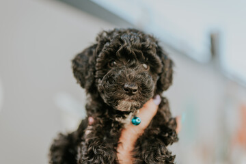 poodle puppy portrait isolated