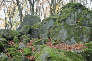 Mossy rocks in the forest