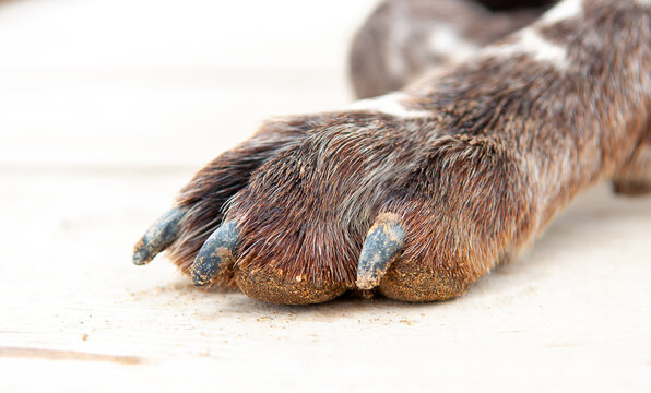 Close-up of a dog's paw against the background of the boards. Spotted brown paw. Animal protection concept. Dog breed kurtshaar.