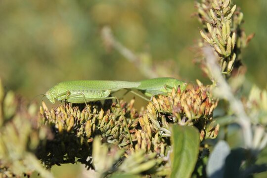 Closeup of a green phaneroptera falcata in the field