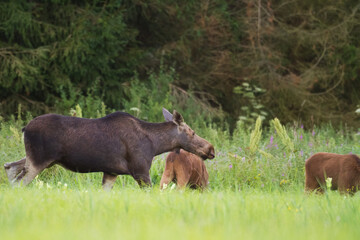 Mammals Elk ( Alces alces ) North part of Poland, Europe