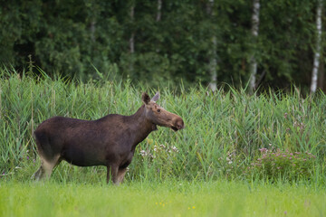 Mammals Elk ( Alces alces ) North part of Poland, Europe