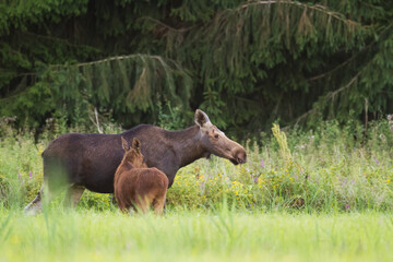 Mammals Elk ( Alces alces ) North part of Poland, Europe