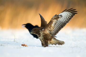 Common buzzard (Buteo buteo) in the fields in winter snow, buzzards in natural habitat, hawk bird on the ground, predatory bird close up winter bird