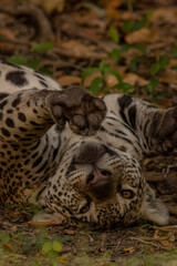 Jaguar stretch 