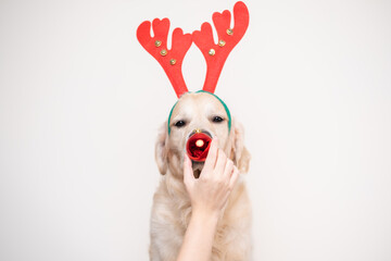 Cute big dog sitting in red Christmas reindeer antlers on a white background. Golden Retriever with...