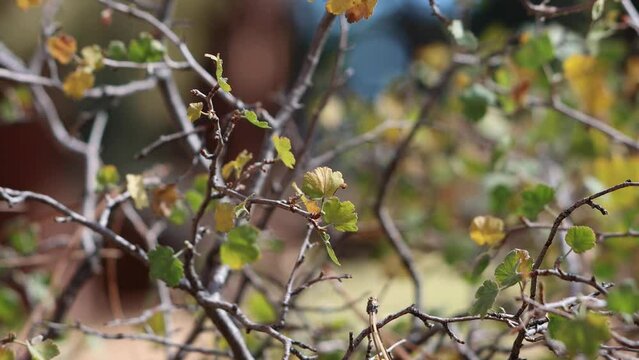 Yellow-green simple alternate distally lobate proximally cordate crenate trichomatic reniform leaves of Ribes Cereum, Grossulariaceae, native monoclinous shrub in the San Emigdio Mountains, Autumn.