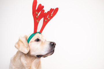 Cute big dog sitting in red Christmas reindeer antlers on a white background. Postcard with golden...
