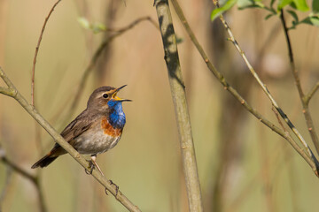 Fototapeta premium Bird Bluethroat Luscinia svecica migratory small bird singing and perching spring time amazing morning Poland Europe a bird that lives in reeds in river valleys