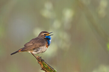 Bird Bluethroat Luscinia svecica migratory small bird singing and perching spring time amazing morning Poland Europe a bird that lives in reeds in river valleys