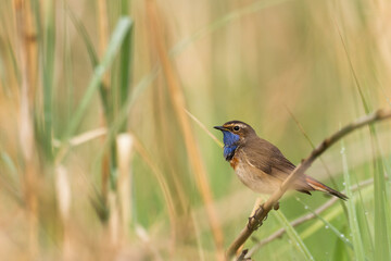 Bird Bluethroat Luscinia svecica migratory small bird singing and perching spring time amazing morning Poland Europe a bird that lives in reeds in river valleys
