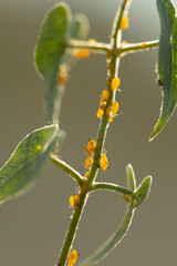 yellow aphid on a plant