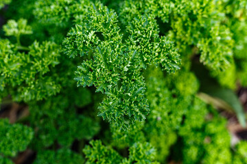 close up of parsley
