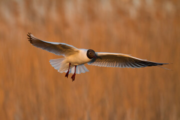Bird black-headed gull Chroicocephalus ridibundus in flight spring time Poland, Europe