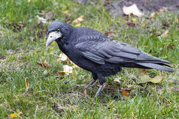 Obraz premium Black crow in the autumn meadow. Corvus Corvidae.
