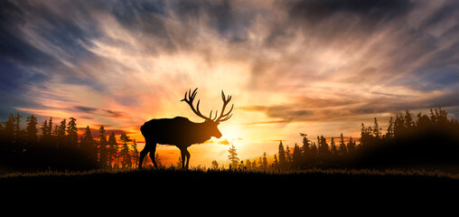 Silhouette of a deer standing in the coniferous forest under a beautiful sunset
