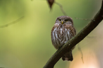 Pygmy owl Glaucidium passerinum little owl natural dark forest north parts of Poland Europe	