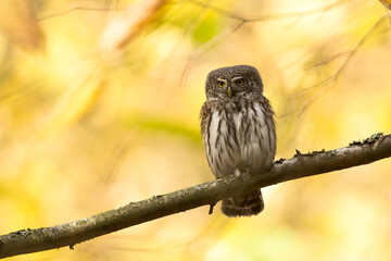Pygmy owl Glaucidium passerinum little owl natural dark forest north parts of Poland Europe	