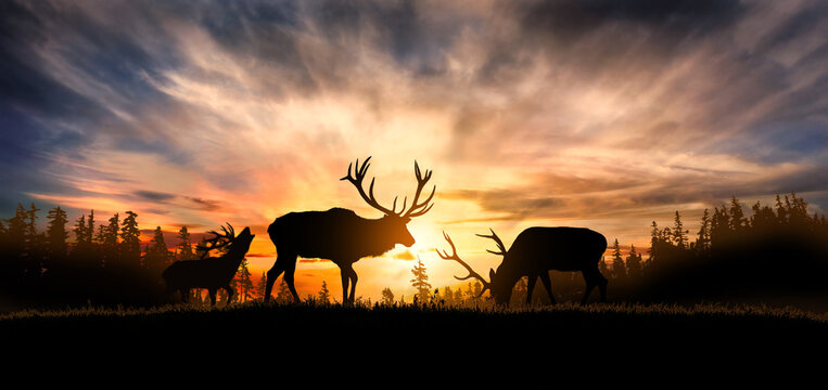 Silhouette of three deer standing in the coniferous forest under a beautiful sunset