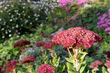 Wildlife friendly suburban garden with pink sedum flowers in a rock garden. Photographed in Pinner, northwest London UK on a bright day in autumn.