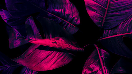 purple leaf and dark nature background